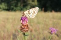 Melitaea athalia