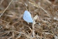 Celastrina argiolus