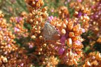 Leptotes pirithous