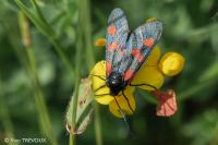 Zygaena trifolii