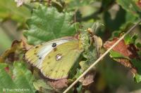 Colias alfacariensis