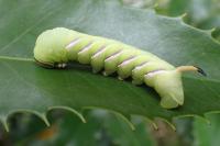 Sphinx ligustri