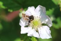 Thyris fenestrella