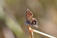 Cacyreus marshalli