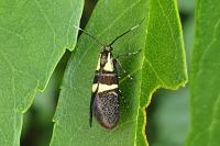 Dasycera oliviella