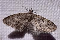 Eupithecia dodoneata