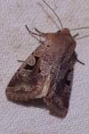 Orthosia gothica