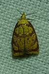 Acleris bergmanniana