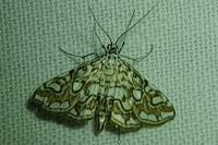 Elophila nymphaeata