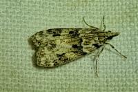 Eudonia delunella