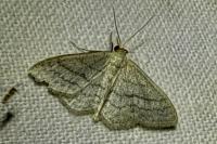 Idaea subsericeata