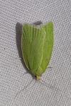 Tortrix viridana