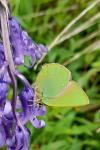 Callophrys rubi