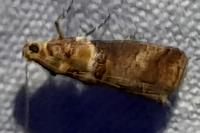 Acrobasis tumidana