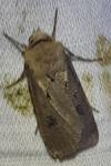 Agrotis exclamationis