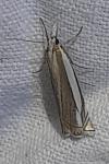 Crambus pascuella