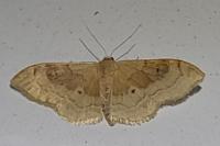 Idaea degeneraria