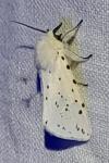 Spilosoma lubricipeda