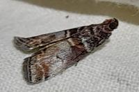 Acrobasis advenella