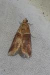 Acrobasis tumidana