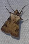 Agrotis puta