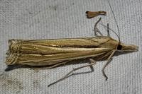 Ancylolomia tentaculella