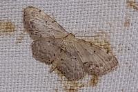 Idaea dimidiata