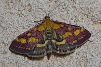 Pyrausta purpuralis