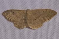 Idaea aversata