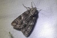 Acronicta rumicis