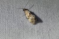 Cochylis molliculana