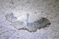 Idaea aversata