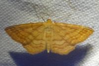 Idaea ochrata