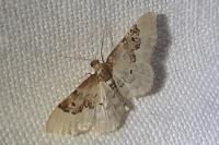 Idaea rusticata