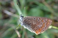 Polyommatus icarus