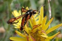 Pyropteron chrysidiforme