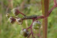 Cucullia scrophulariae