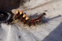 Orgyia antiqua