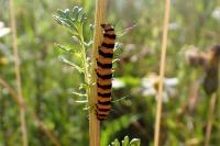 Tyria jacobaeae