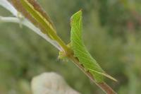 Smerinthus ocellatus