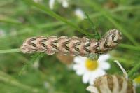 Cucullia chamomillae