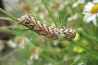 Cucullia chamomillae