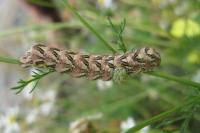 Cucullia chamomillae