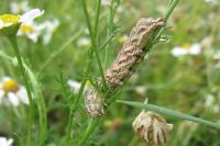 Cucullia chamomillae
