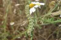 Cucullia tanaceti
