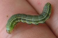 Pyrrhia umbra