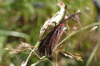 Aglaope infausta