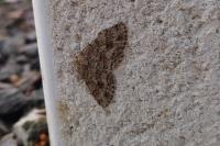 Ectropis crepuscularia