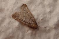 Alsophila aescularia