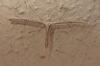 Emmelina monodactyla